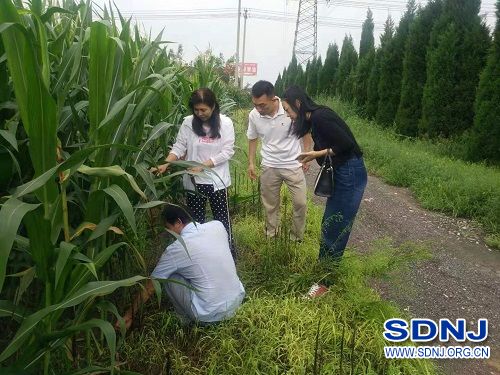 淄博市：农机农艺融合新技术台风中凸显优势（图）
