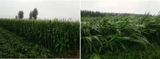 淄博市：农机农艺融合新技术台风中凸显优势（图）