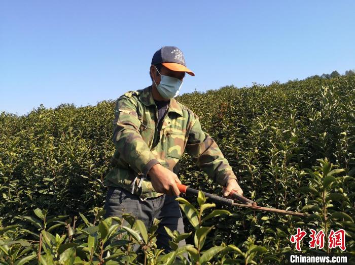 杭州桐庐富春江镇农户戴口罩务农。　徐达军 摄