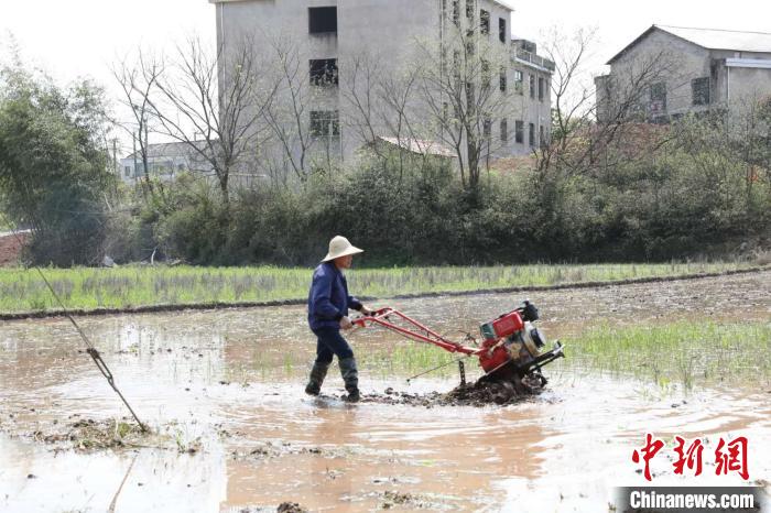 湖南衡阳石鼓区一农户备耕。(资料图) 陈毅 摄