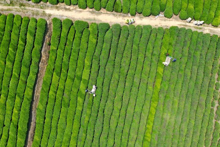 DJI_0141.jpg