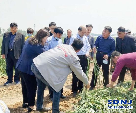 济宁：省厅领导调研我市大蒜全程机械化工作