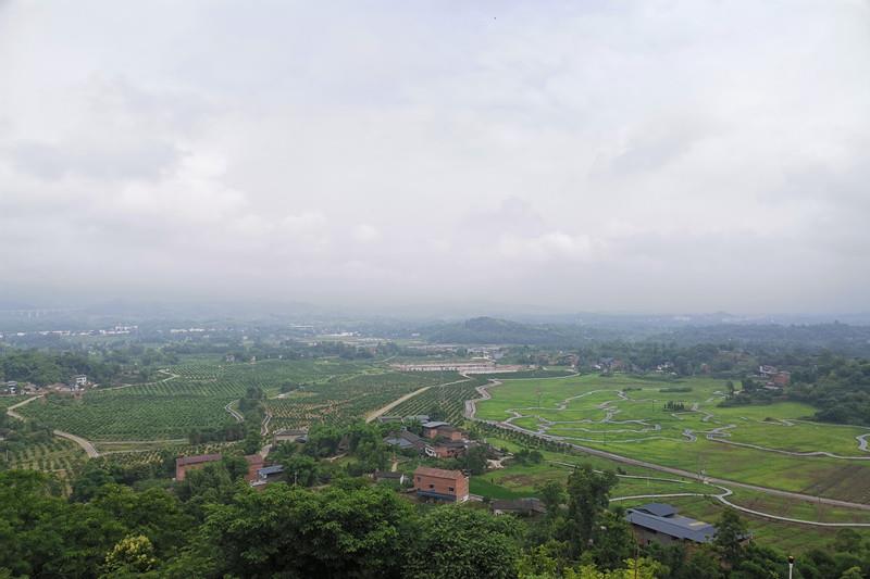宜机化改造后的高粱、梁平柚基地