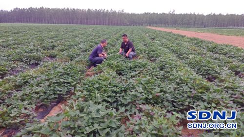 济宁泗水：机械化移栽甘薯长势喜人（图）
