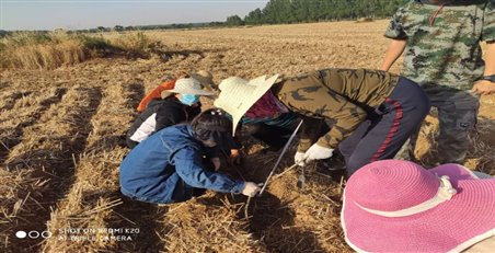 E:0年工作业务0年玉米籽粒直收技术试验示范项目国家项目81前图片微信图片_202007021556084.jpg