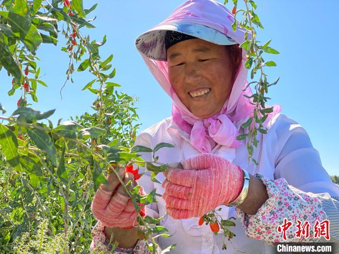 图为采摘工正在采摘枸杞。　李江宁 摄