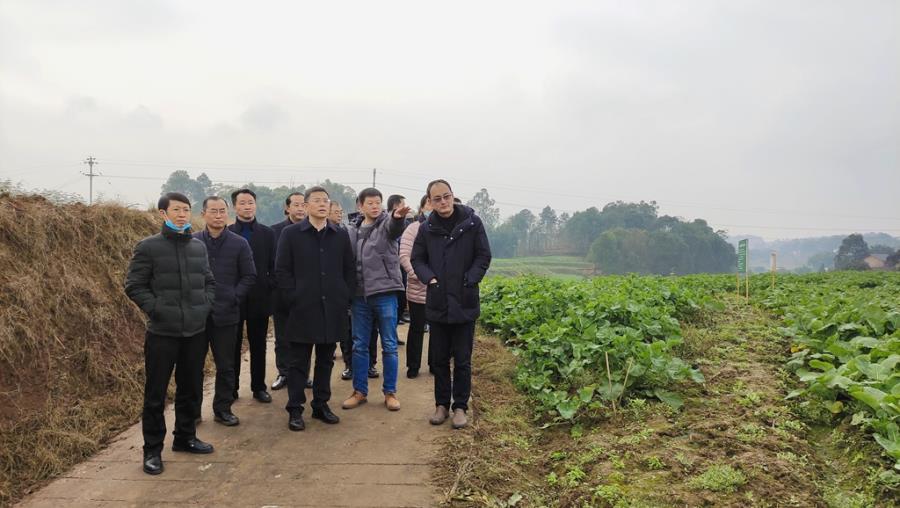 图为考察江小白高粱产业园宜机化种植基地