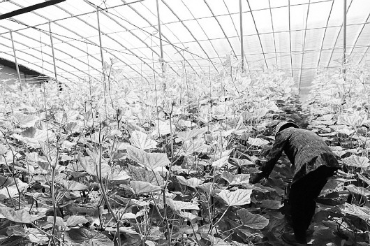 http://nongye.yantai.gov.cn/picture/-1/210707085100566354.jpg