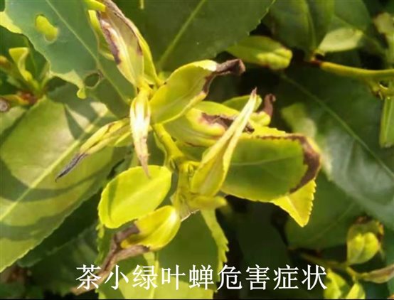 http://nyncj.rizhao.gov.cn/picture/-1/d1b4d35e2c4e4b0a98493d7fc3314b60.jpg